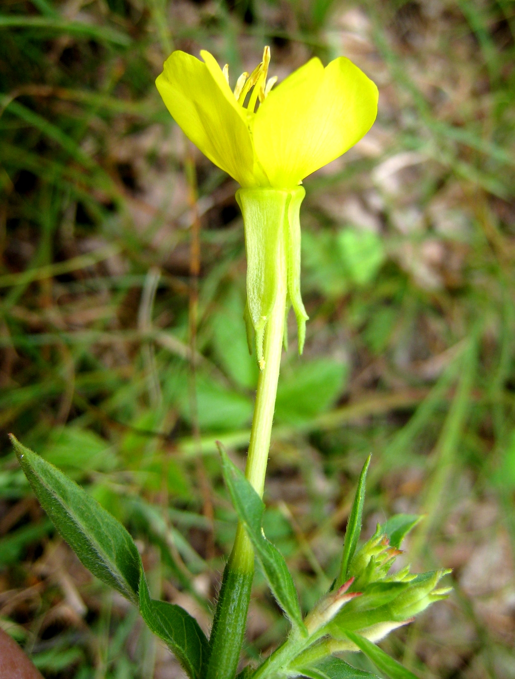 Oenothera deflexa (door Joke Schaminée-Sluis)
