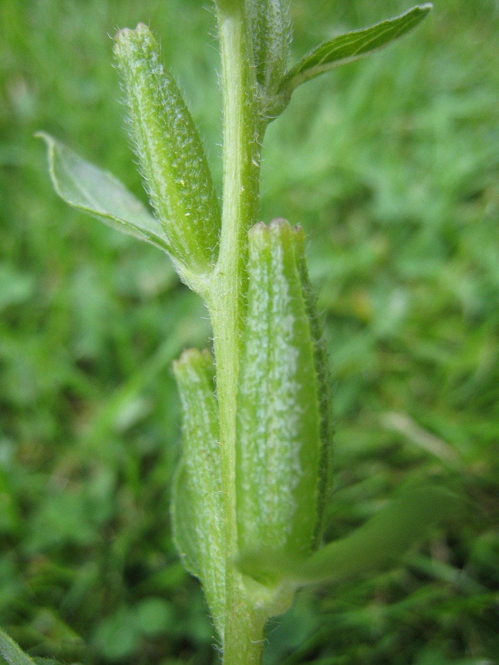 Oenothera deflexa (door Joke Schaminée-Sluis)