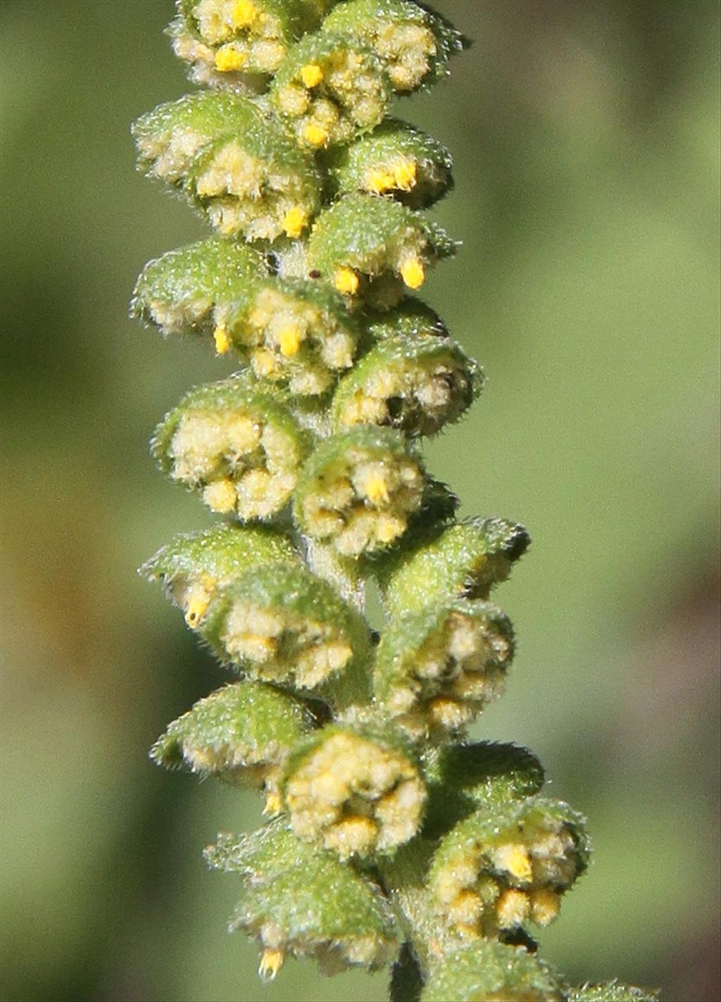 Ambrosia psilostachya (door Peter Meininger)