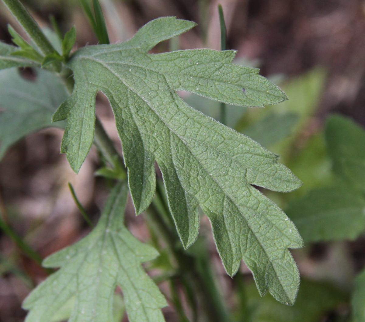 Ambrosia psilostachya (door Peter Meininger)