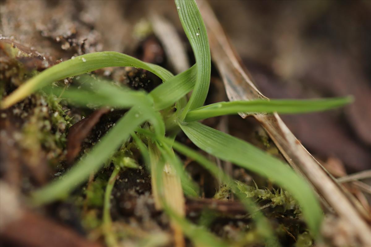 Phleum arenarium (door Jaap Oosterom)