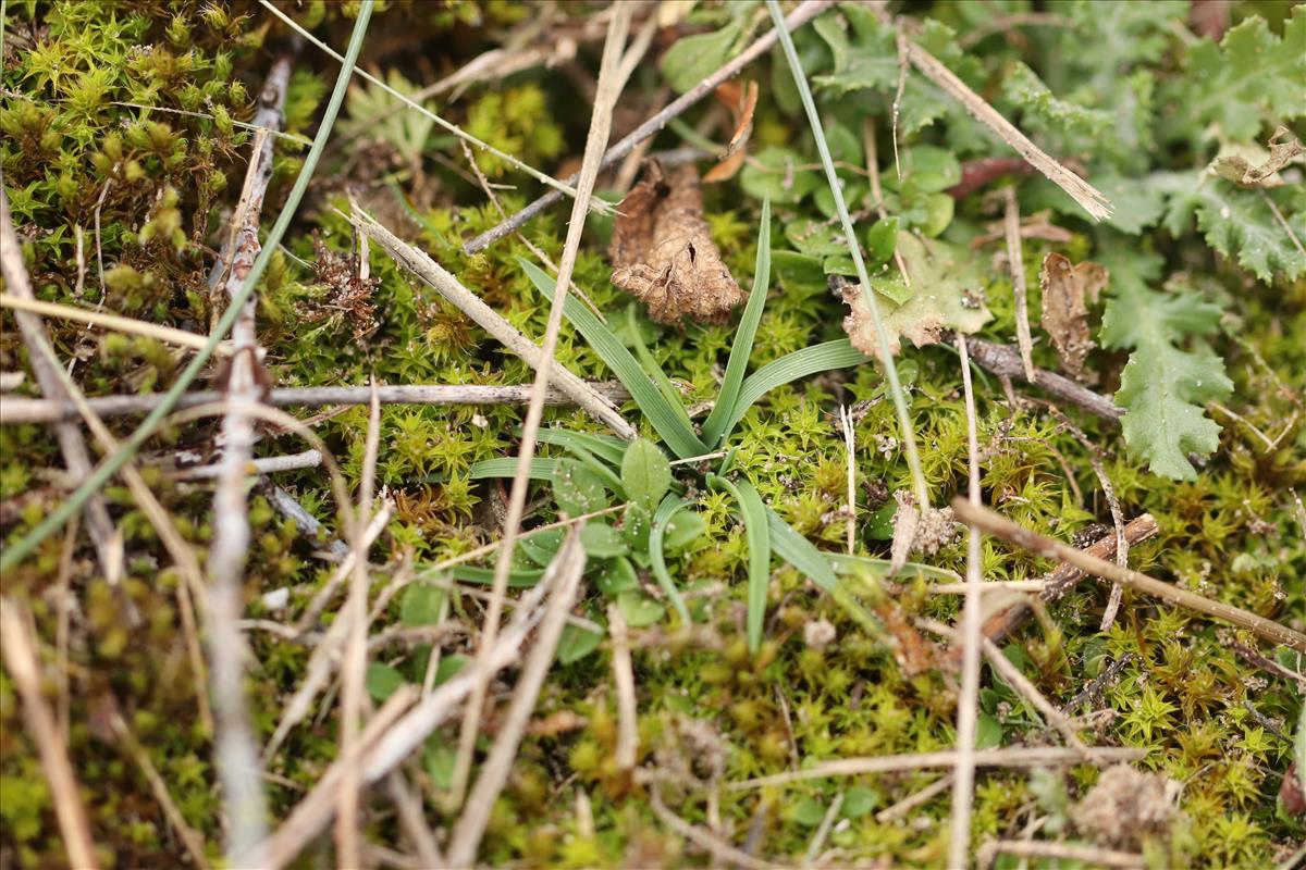 Phleum arenarium (door Jaap Oosterom)