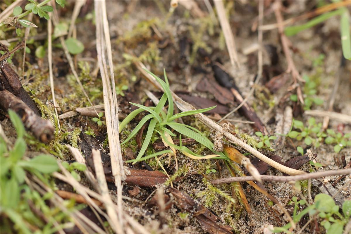 Phleum arenarium (door Jaap Oosterom)