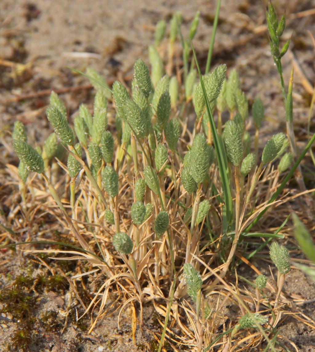 Phleum arenarium (door Peter Meininger)