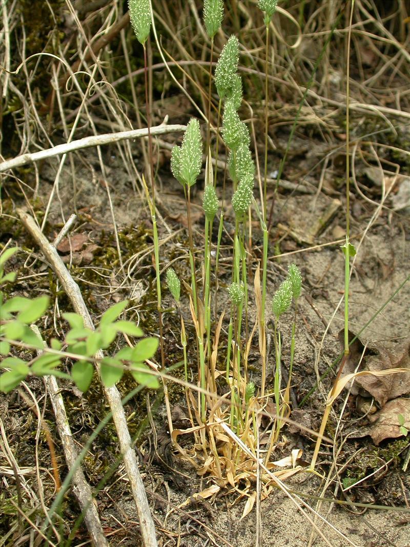 Phleum arenarium (door Laurens Sparrius)