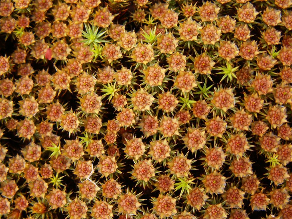 Polytrichum juniperinum (door Han Beeuwkes)