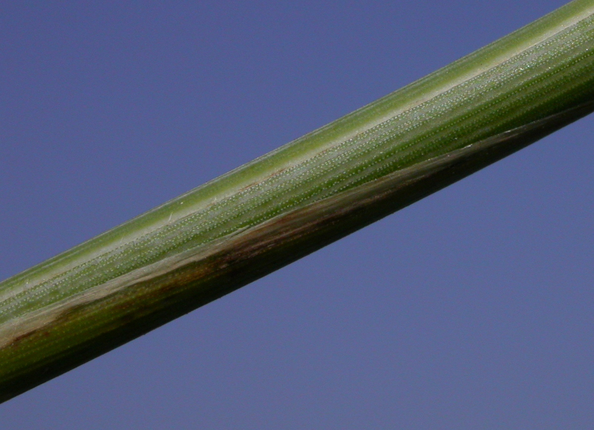 Elymus athericus (door Peter Meininger)