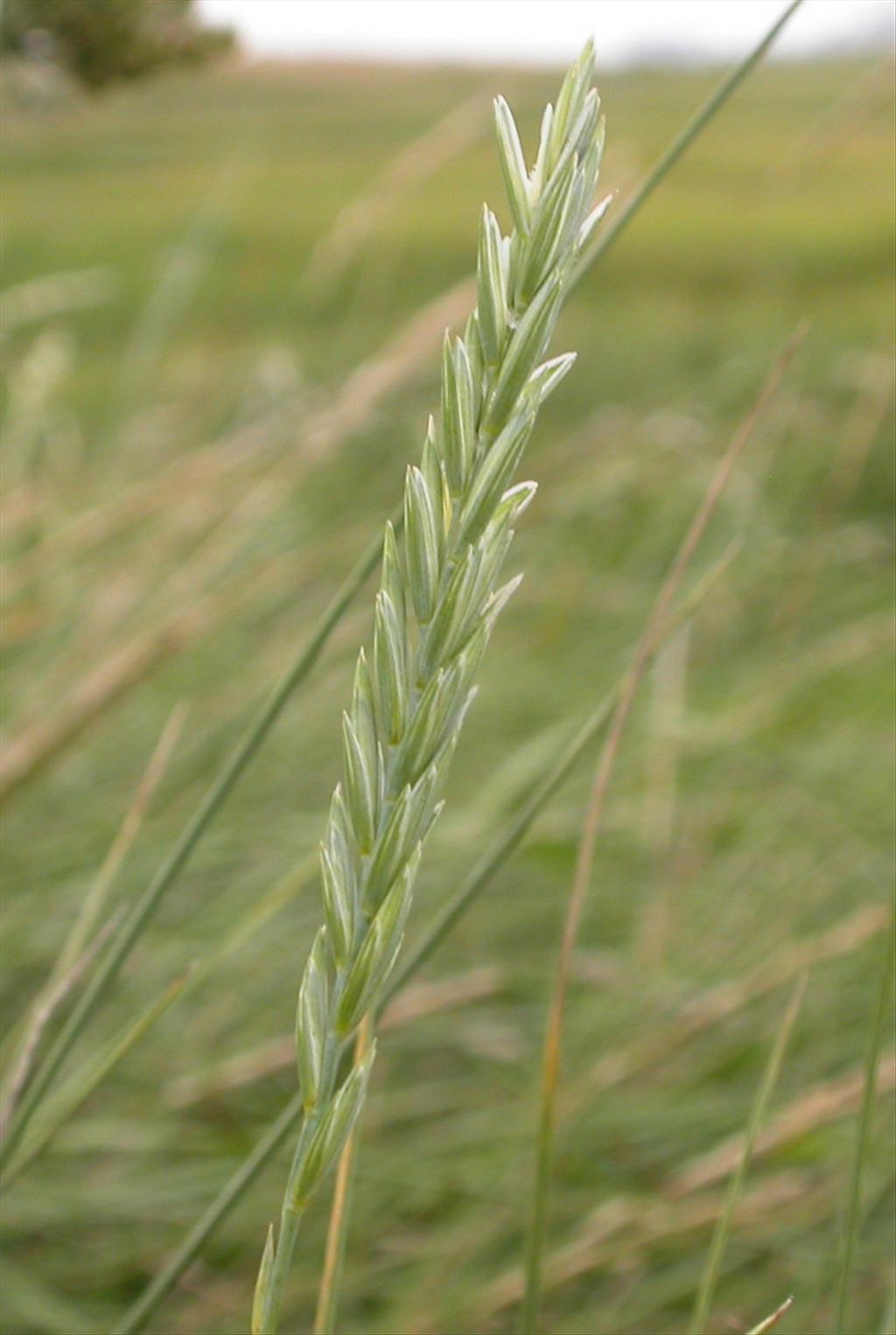 Elymus athericus (door Peter Meininger)