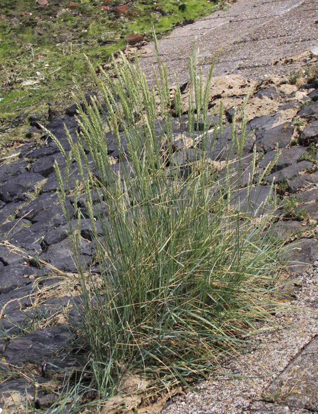 Elymus athericus (door Peter Meininger)