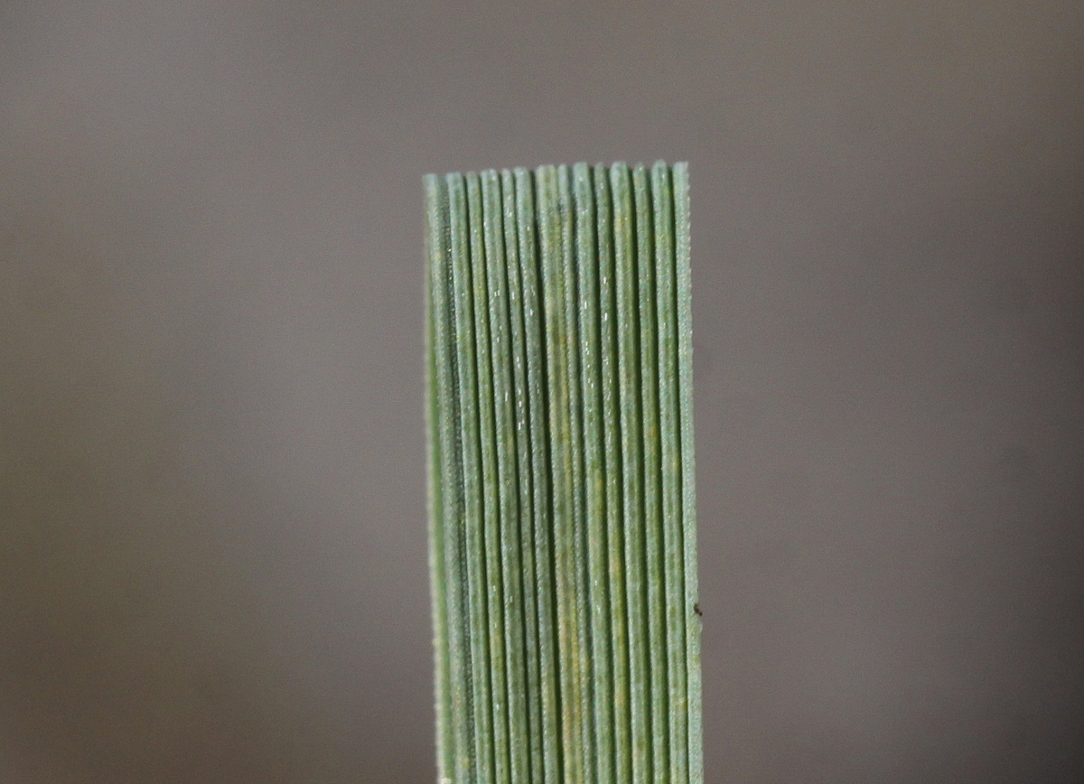 Elymus athericus (door Peter Meininger)