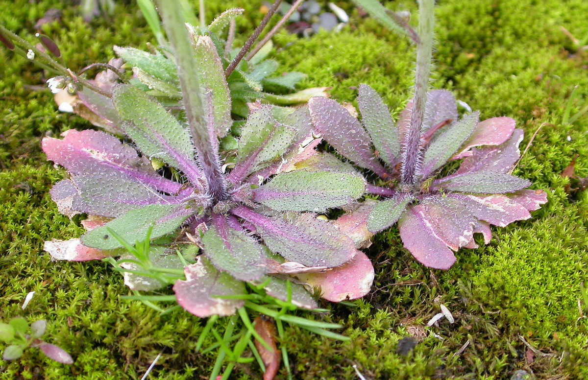 Arabidopsis thaliana (door Peter Meininger)