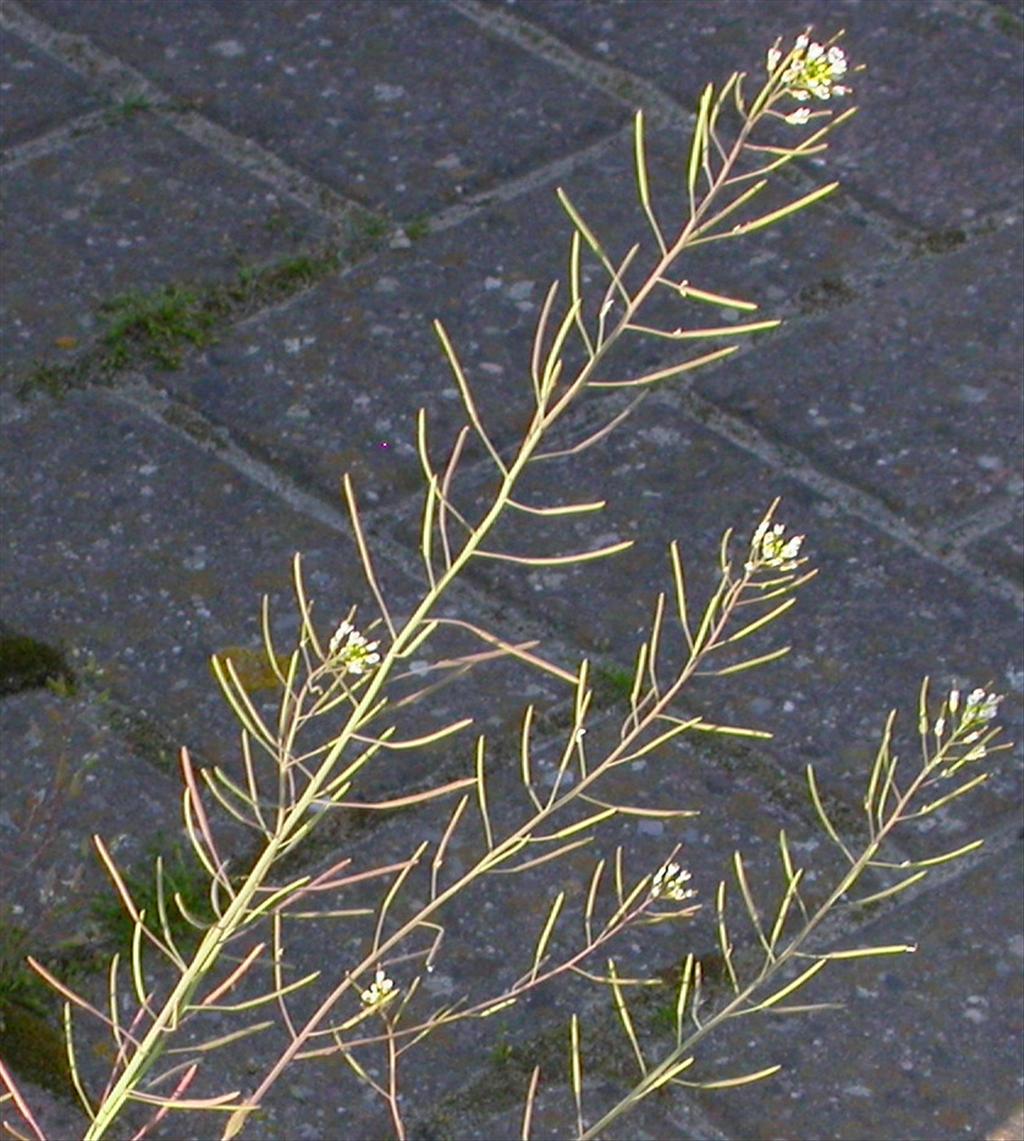 Arabidopsis thaliana (door Peter Meininger)