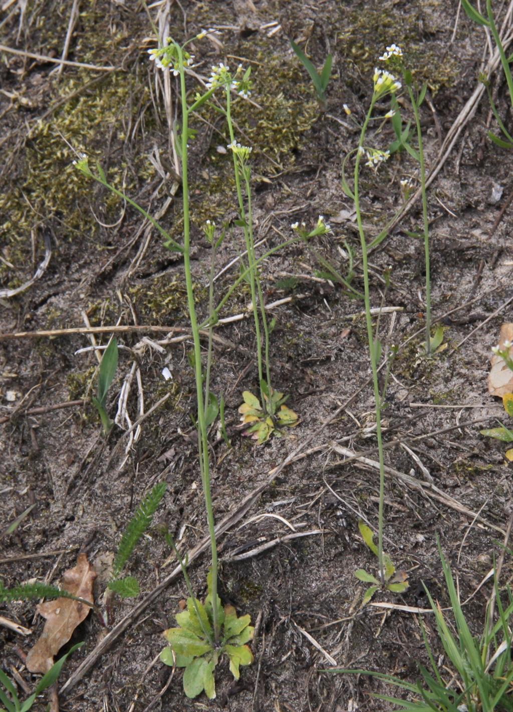 Arabidopsis thaliana (door Peter Meininger)