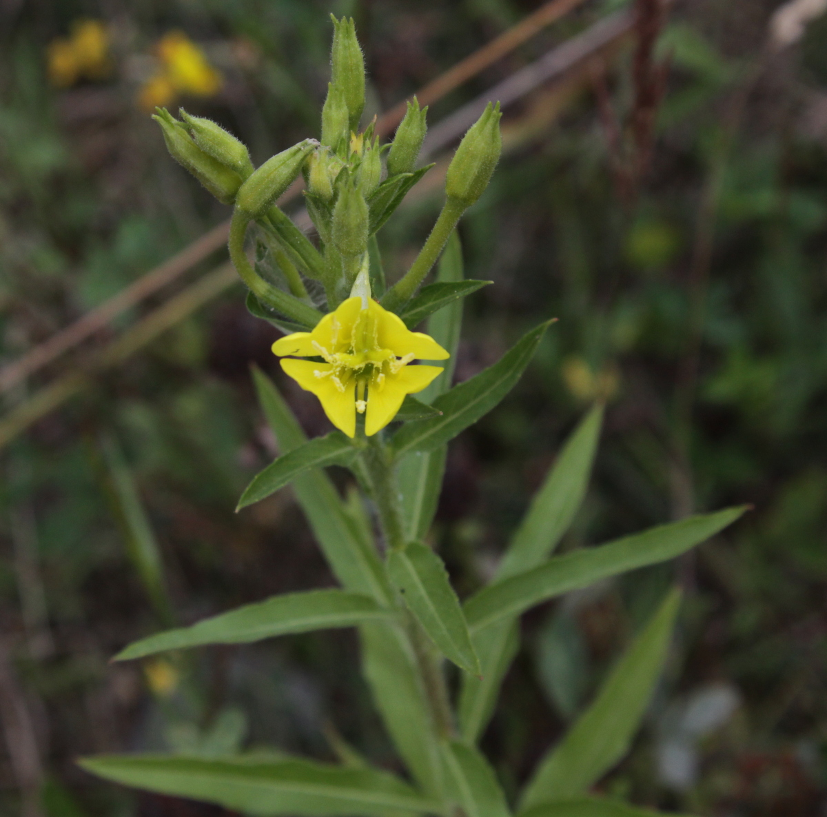 Oenothera deflexa (door Peter Meininger)