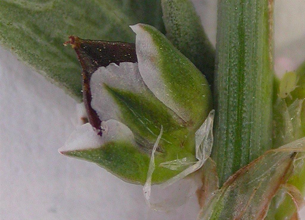 Polygonum oxyspermum subsp. raii (door Peter Meininger)