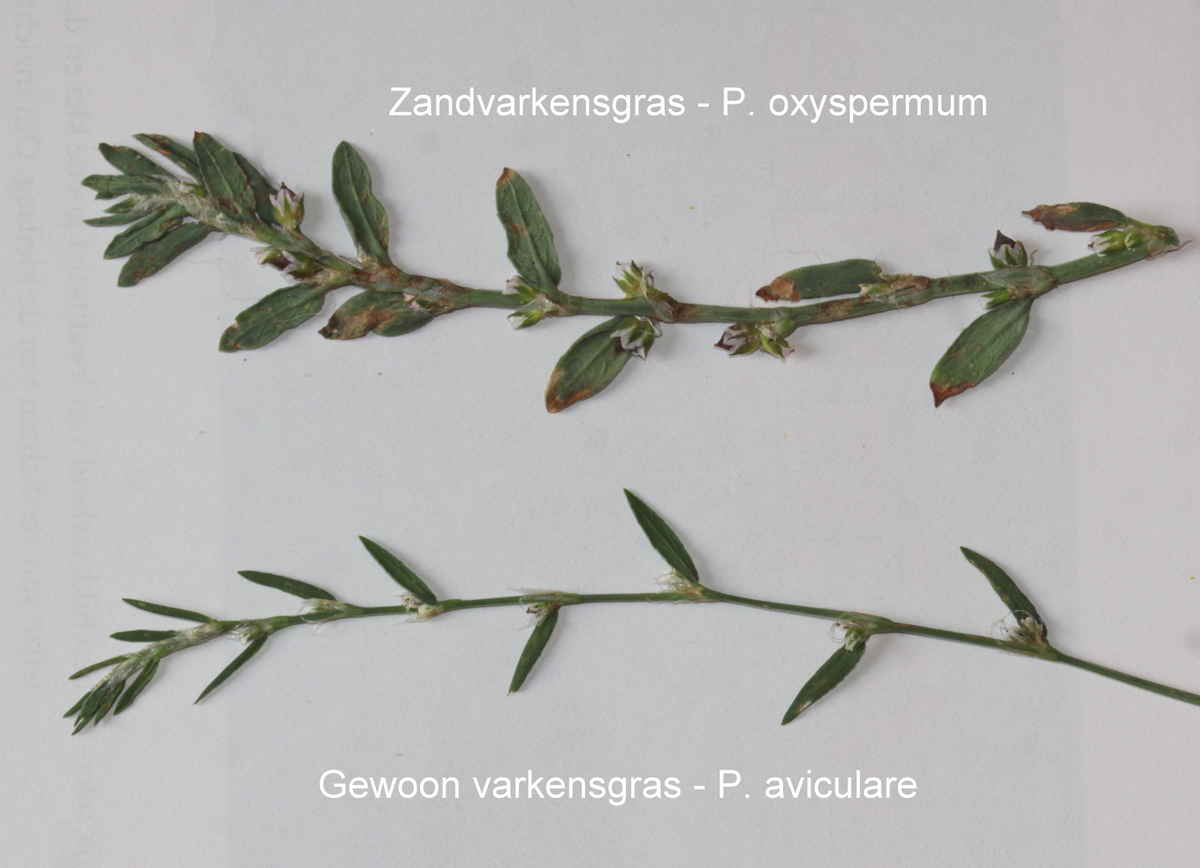 Polygonum oxyspermum subsp. raii (door Peter Meininger)