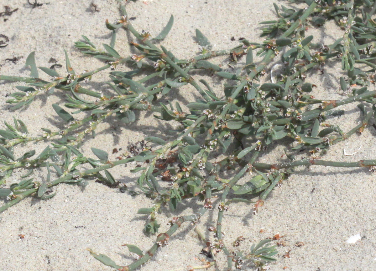 Polygonum oxyspermum subsp. raii (door Peter Meininger)