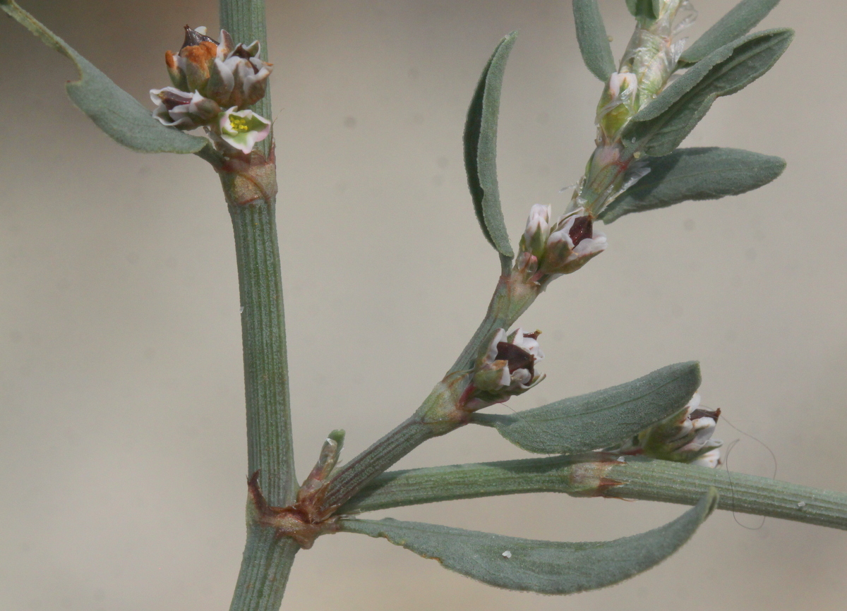 Polygonum oxyspermum subsp. raii (door Peter Meininger)