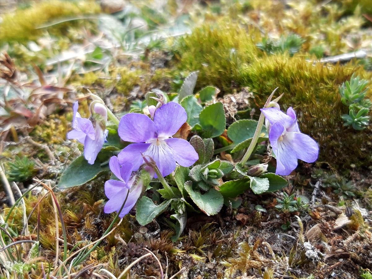 Viola rupestris (door Maarten Langbroek)