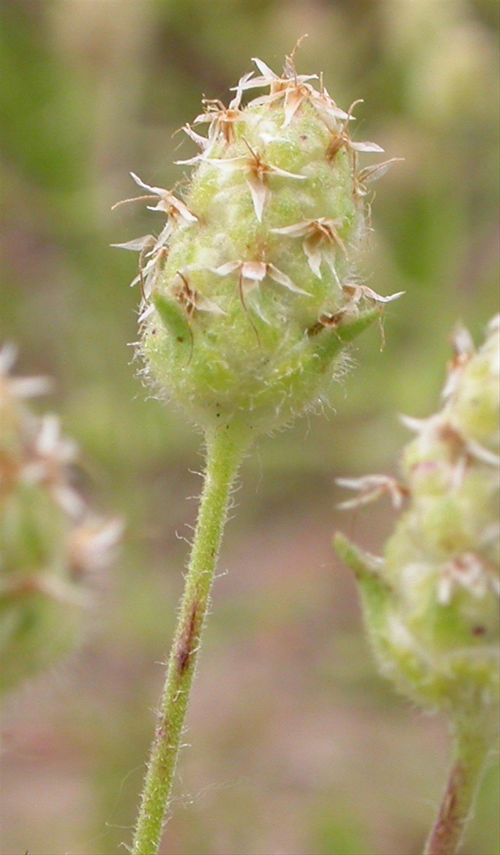 Plantago arenaria (door Peter Meininger)