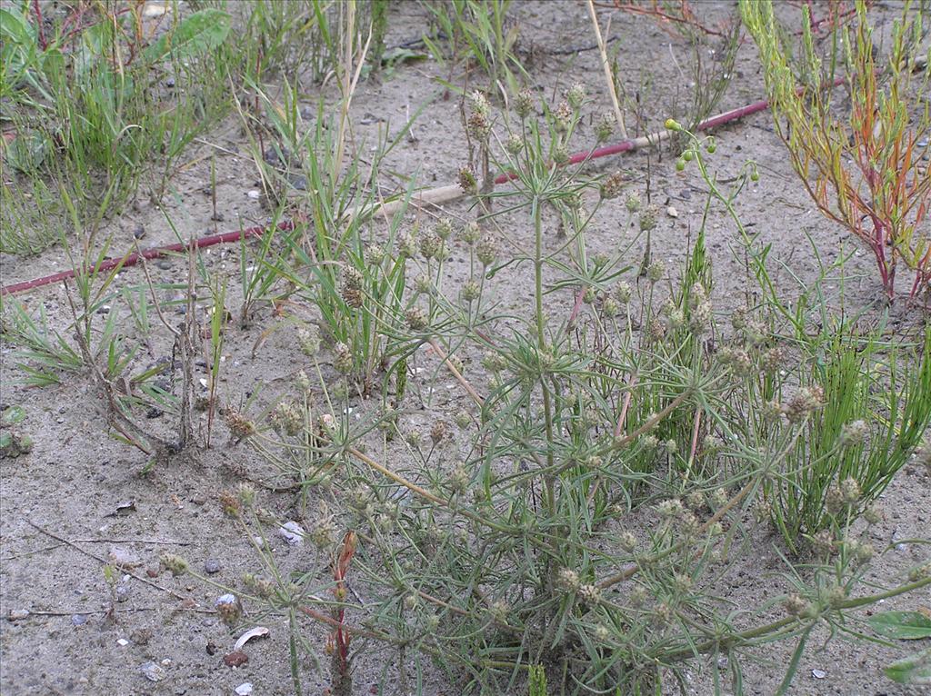 Plantago arenaria (door Frank van Gessele)