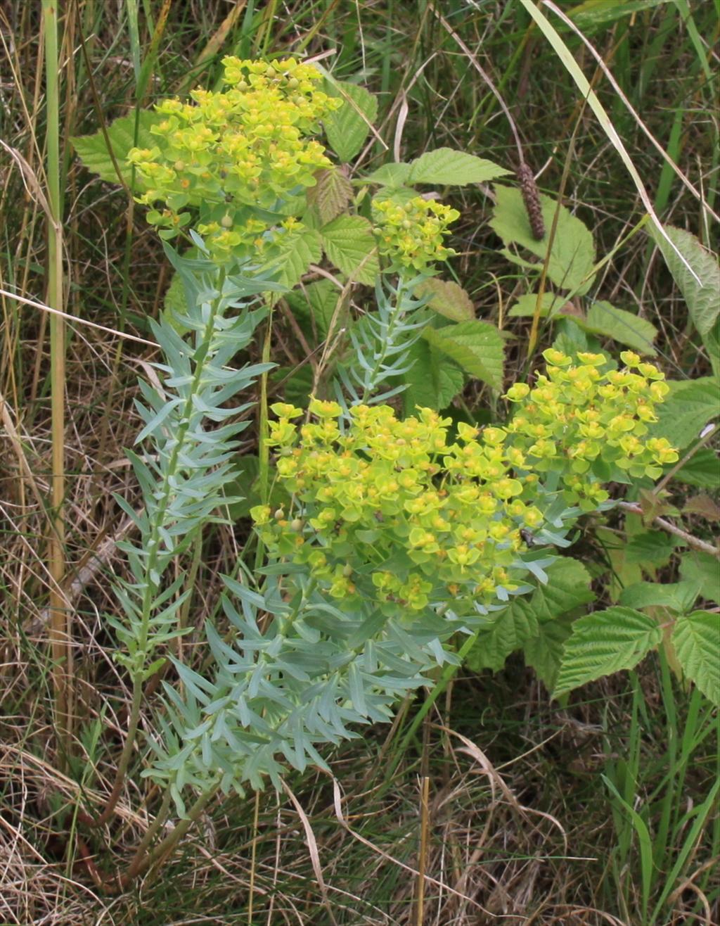 Euphorbia seguieriana (door Peter Meininger)