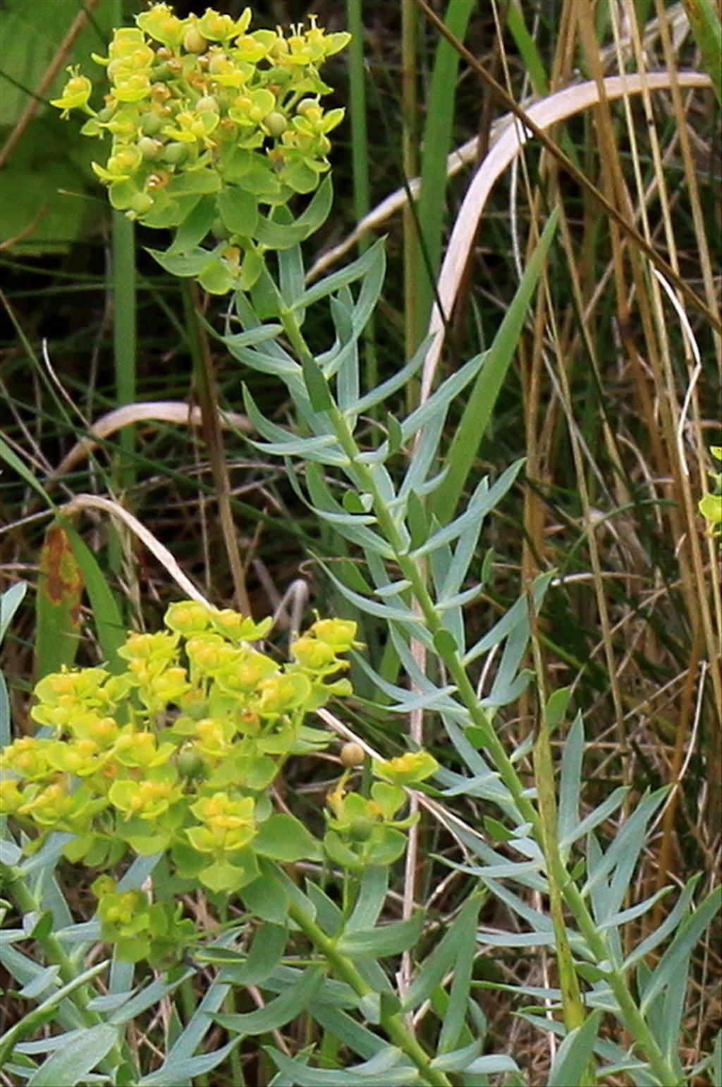 Euphorbia seguieriana (door Peter Meininger)