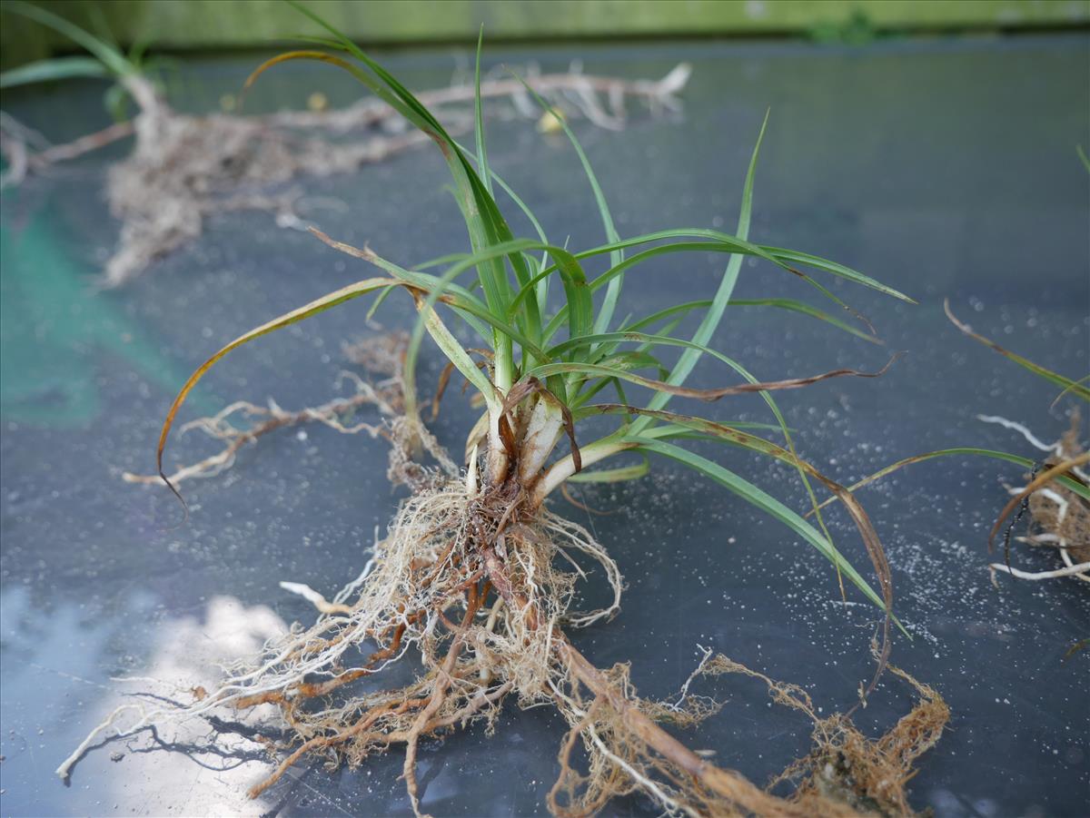 Carex arenaria (door Wim van der Neut)