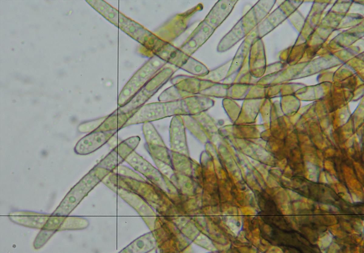Zasmidium lythri (door Eduard Osieck)
