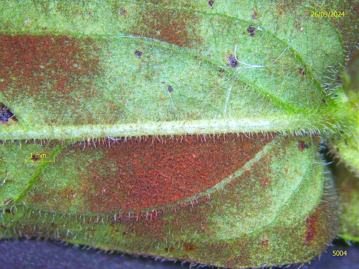 Zasmidium lythri (door Eduard Osieck)