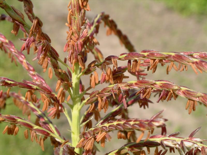 Zea mays (door Adrie van Heerden)