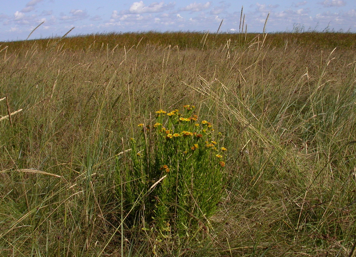 Inula crithmoides (door Peter Meininger)