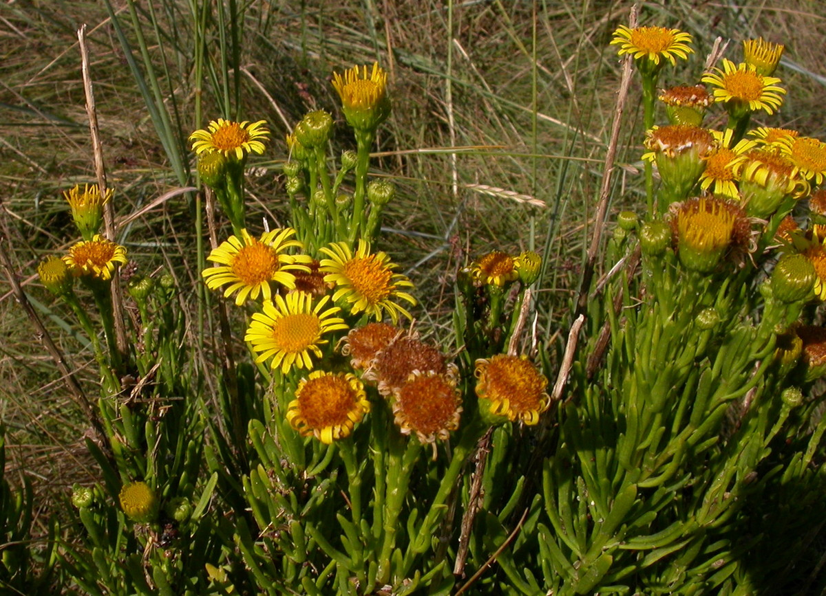 Inula crithmoides (door Peter Meininger)