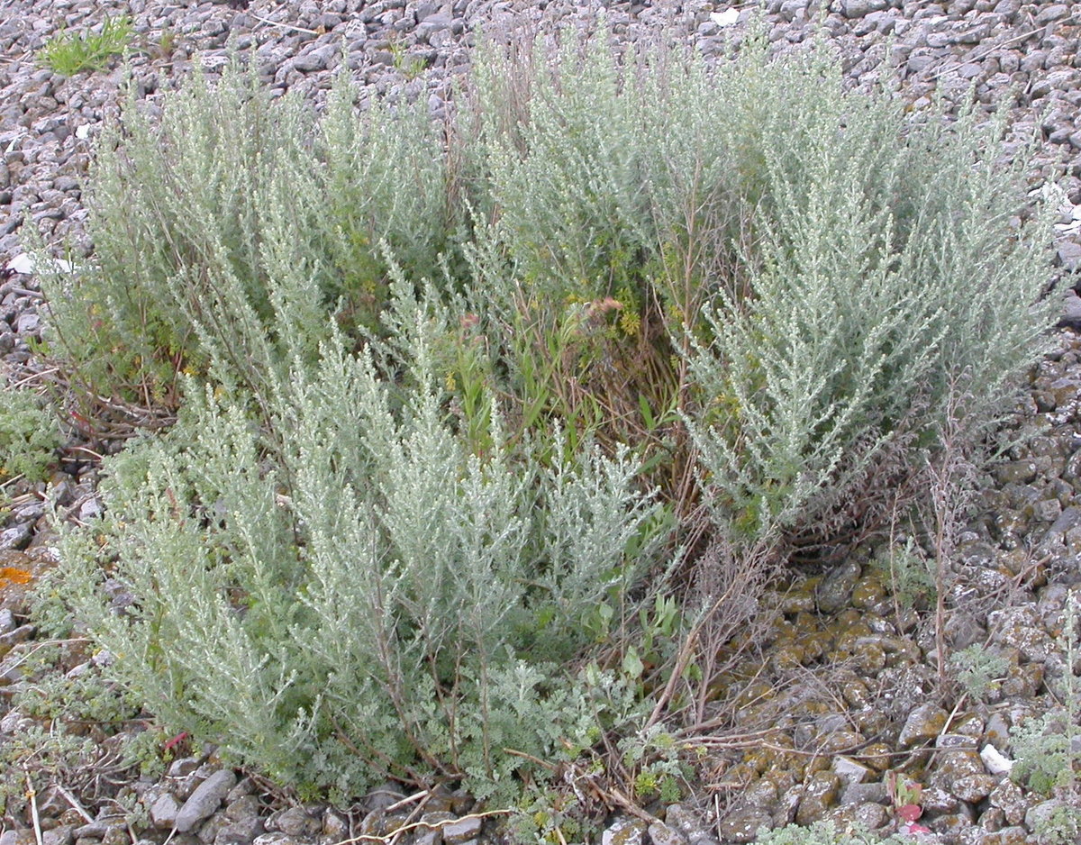Artemisia maritima (door Peter Meininger)