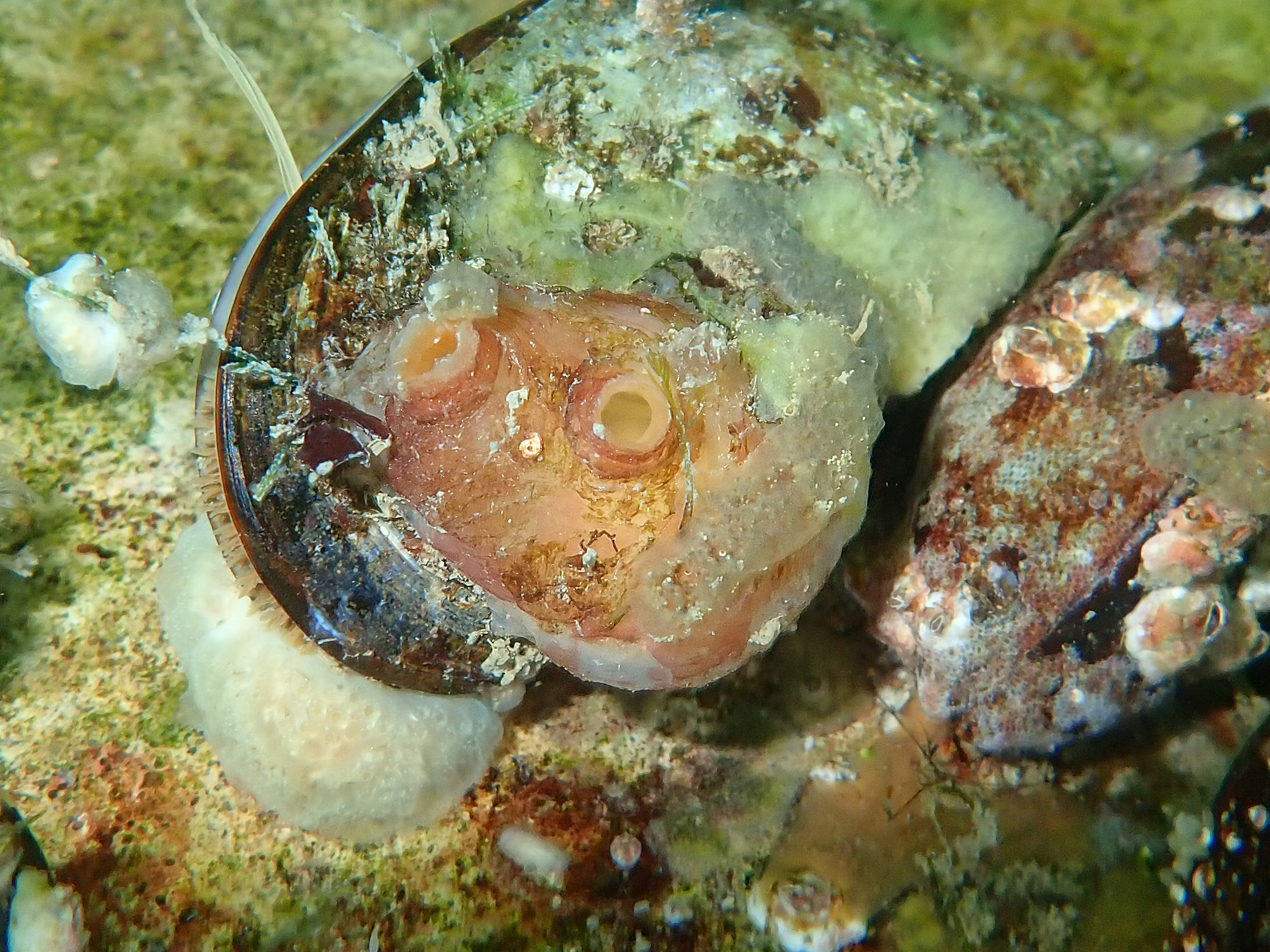 Dendrodoa grossularia (door Adriaan Gmelig Meyling)