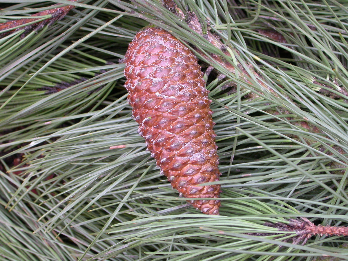 Pinus pinaster (door Peter Meininger)