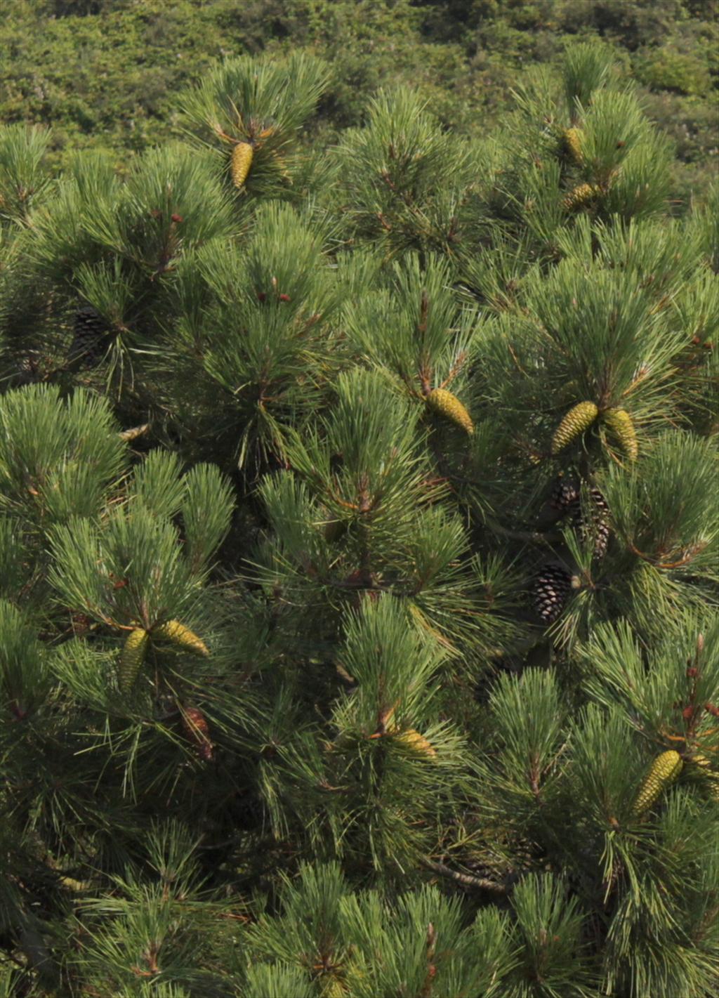 Pinus pinaster (door Peter Meininger)