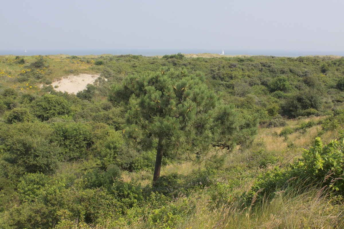 Pinus pinaster (door Peter Meininger)