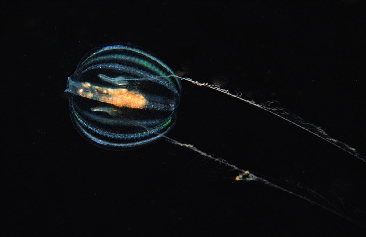 Pleurobrachia pileus (door Marion Haarsma)