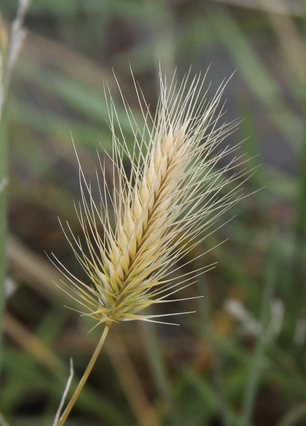 Hordeum marinum (door Peter Meininger)