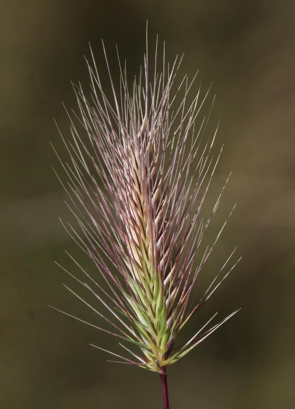 Hordeum marinum (door Peter Meininger)