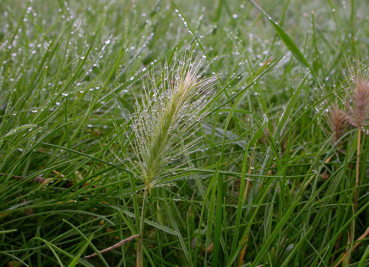 Hordeum marinum (door Peter Meininger)