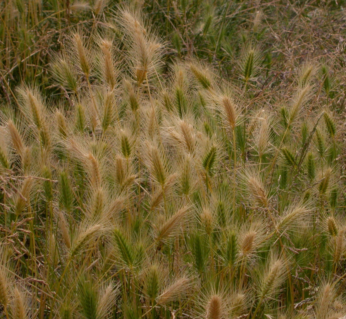 Hordeum marinum (door Peter Meininger)