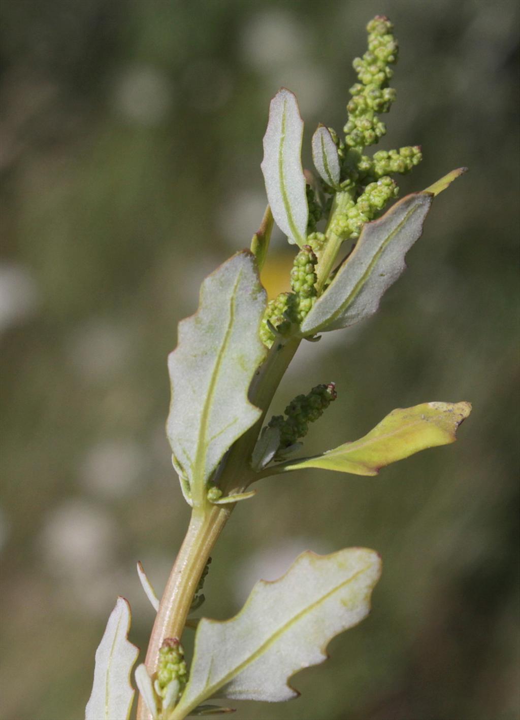 Oxybasis glauca (door Peter Meininger)