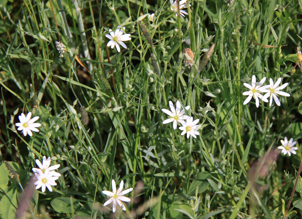 Stellaria palustris (door Peter Meininger)