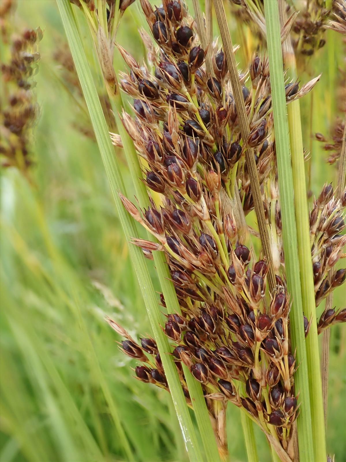 Juncus inflexus (door Carleen de Graaf)