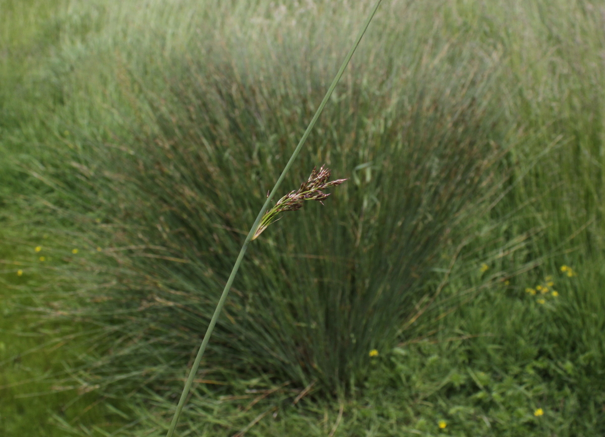 Juncus inflexus (door Peter Meininger)