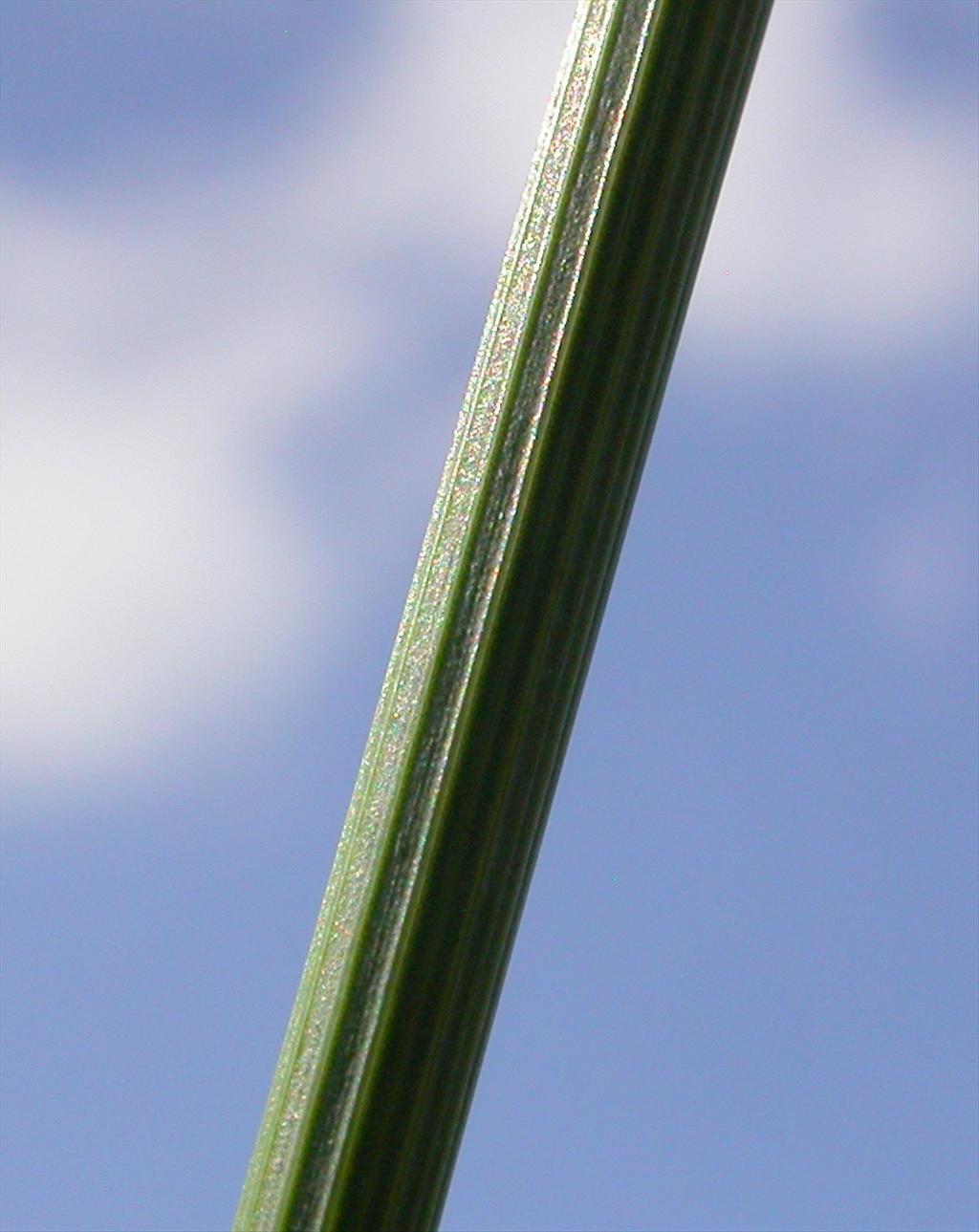 Juncus inflexus (door Peter Meininger)