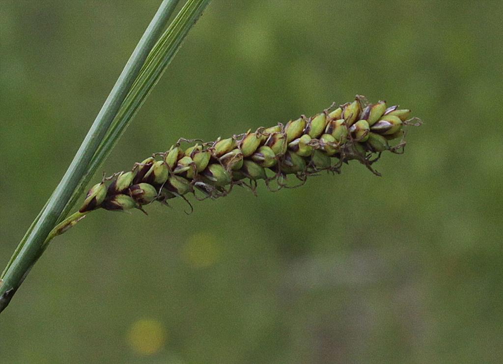 Carex flacca (door Peter Meininger)