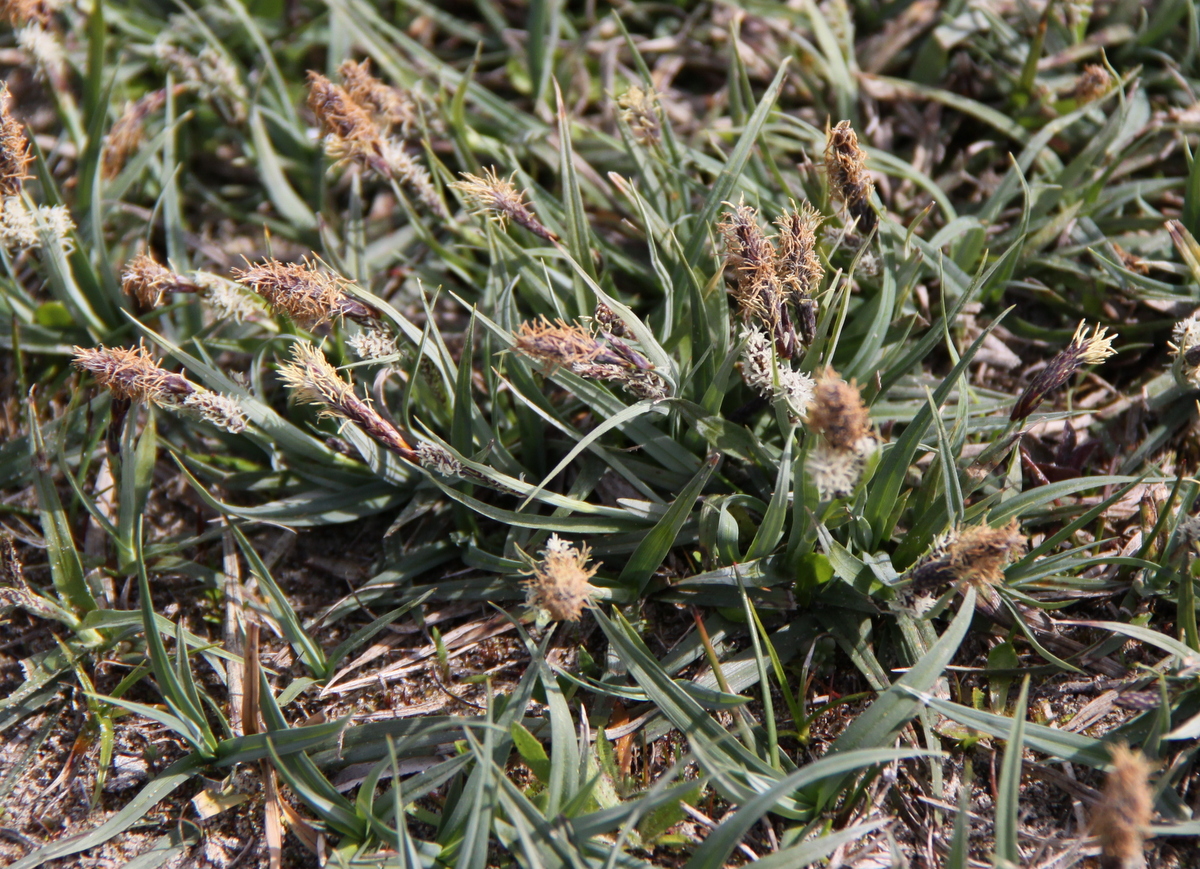 Carex flacca (door Peter Meininger)